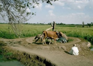 السَّاقِيَةُ.. آلةُ الريِّ المهدَّدةُ بالانقراض