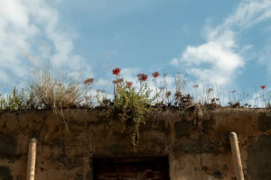 Photography doesn't find beauty